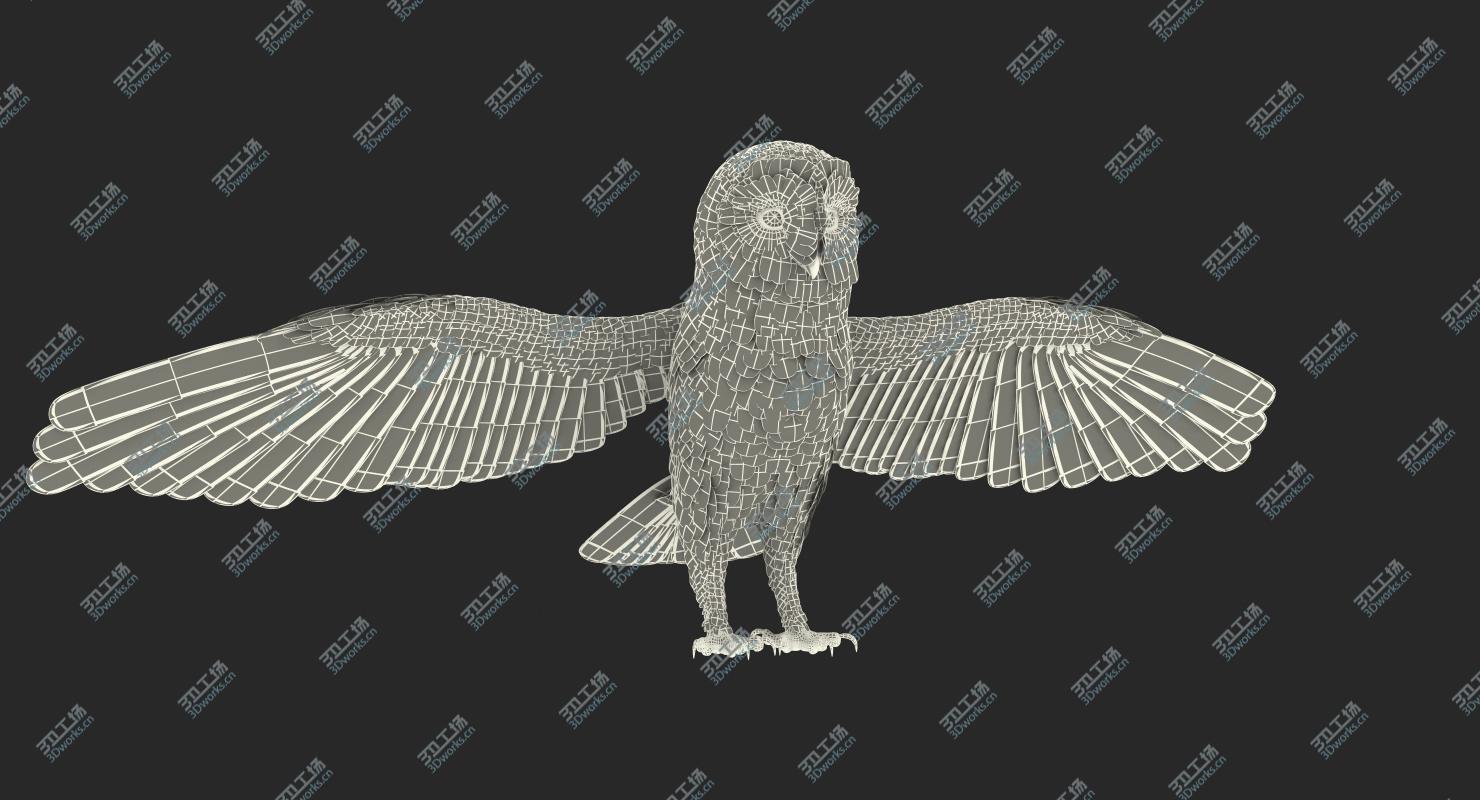 images/goods_img/202105071/3D Common Barn Owl model/4.jpg